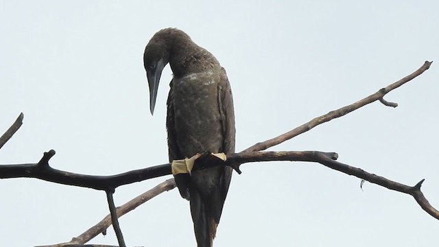 Brown Booby - ML258589901