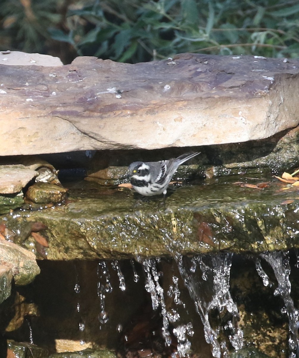 Black-throated Gray Warbler - ML258591651