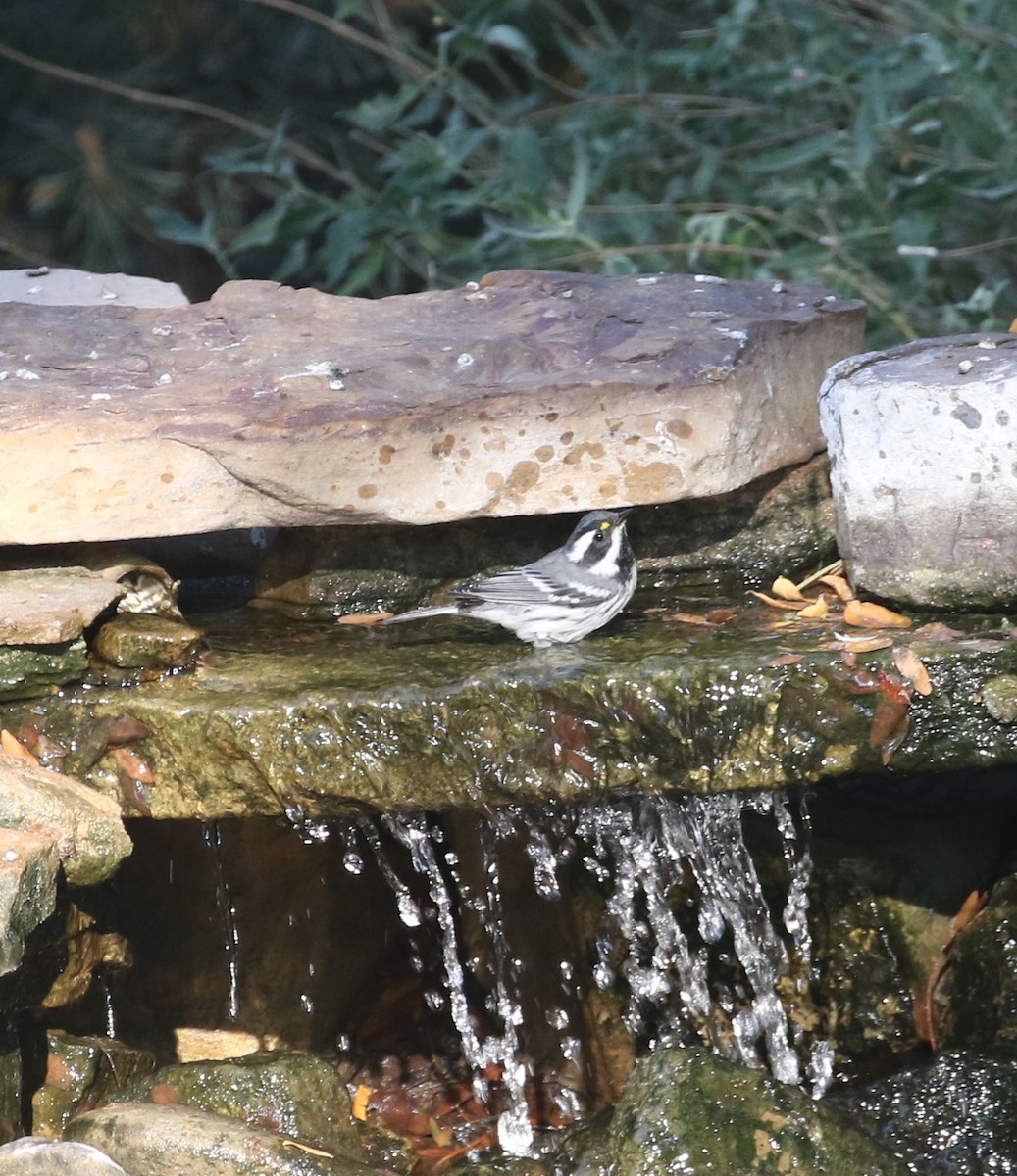 Black-throated Gray Warbler - ML258591661