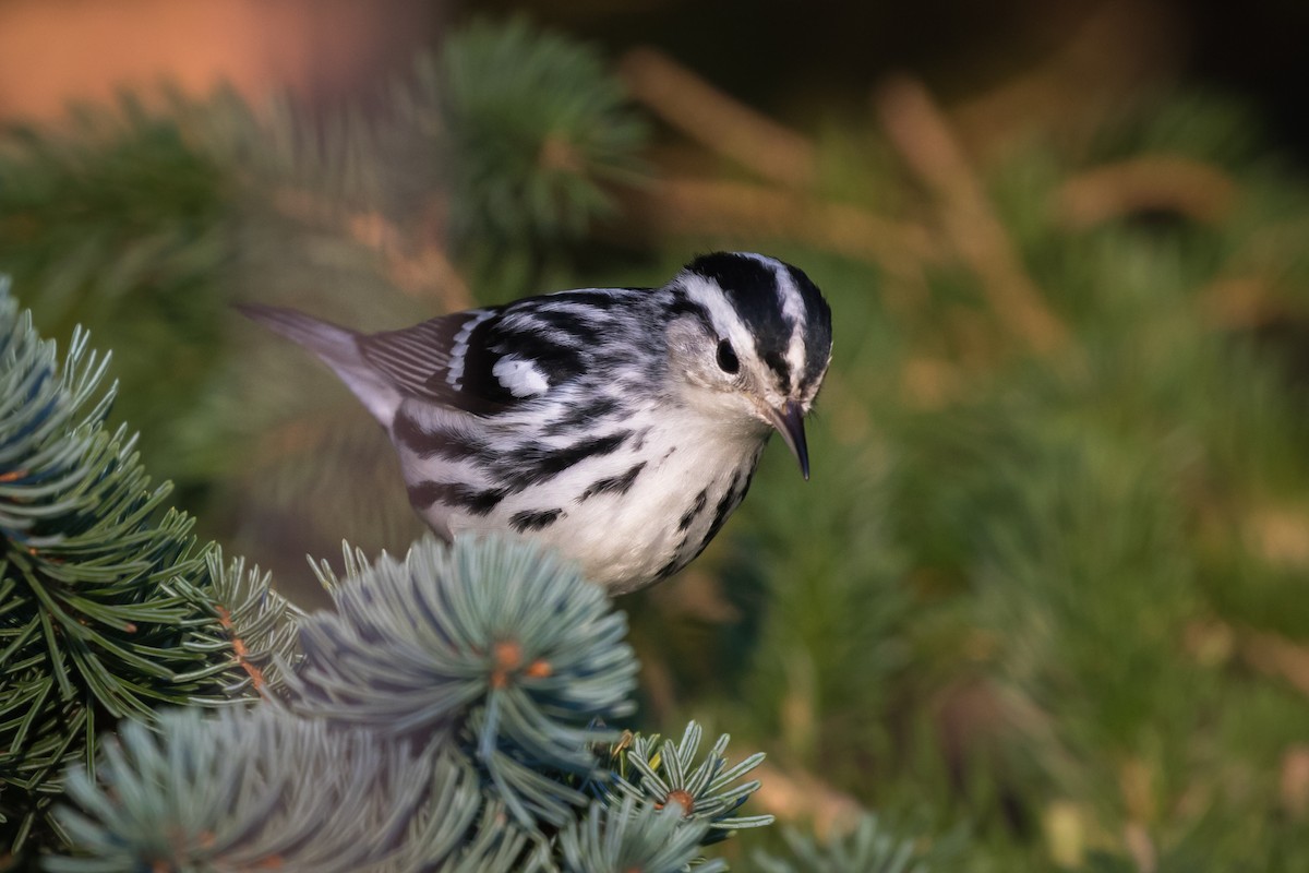 Black-and-white Warbler - Lyall Bouchard
