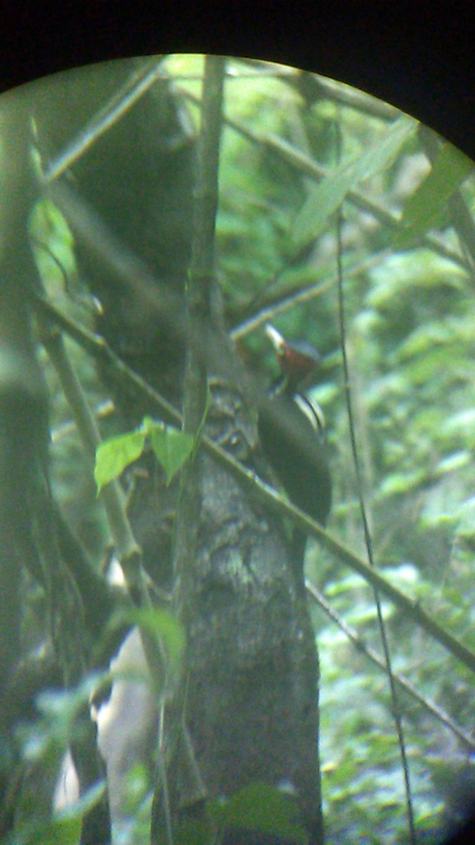 Pale-billed Woodpecker - ML258597631