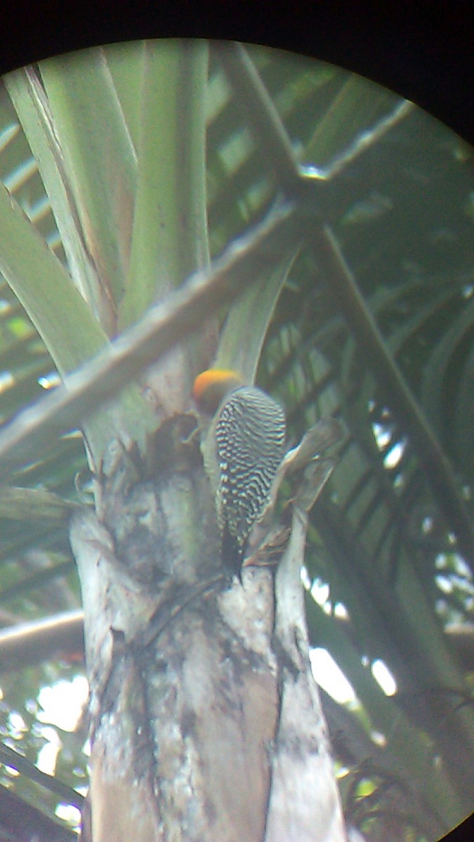 Golden-cheeked Woodpecker - ML258597701