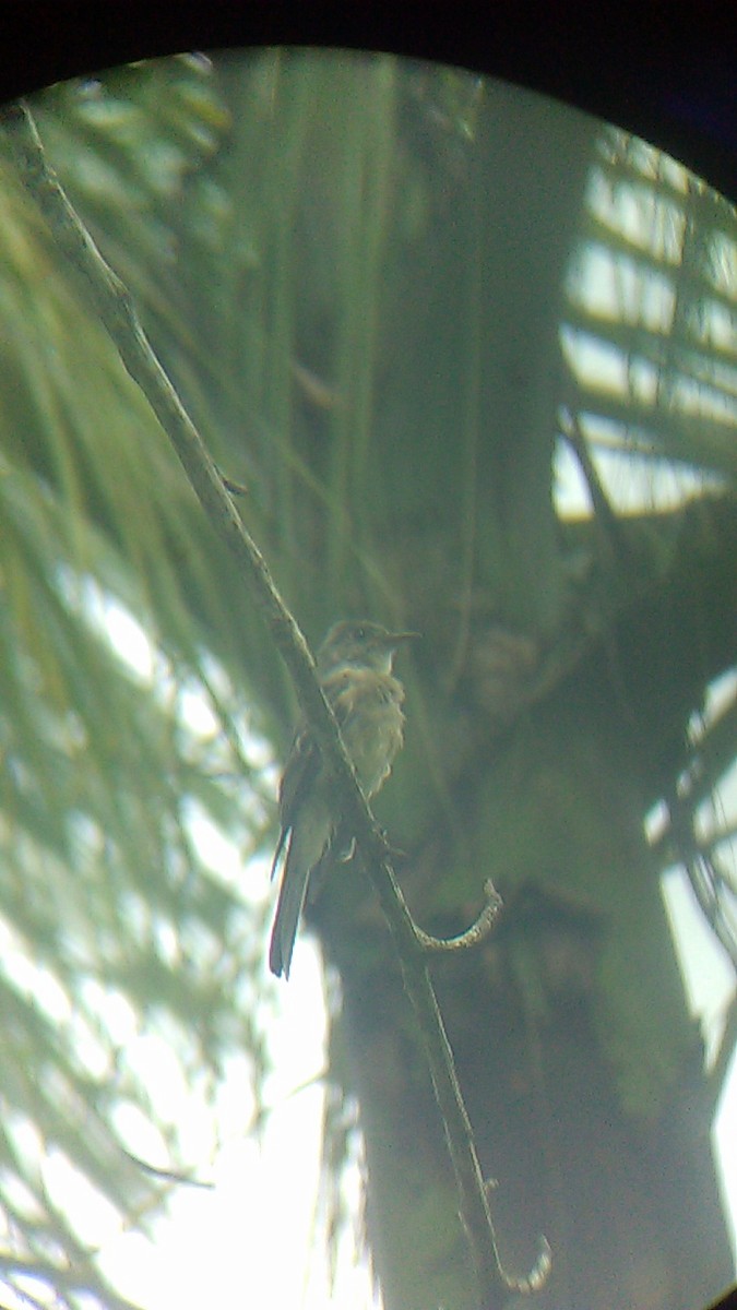 Greater Pewee - ML258597741
