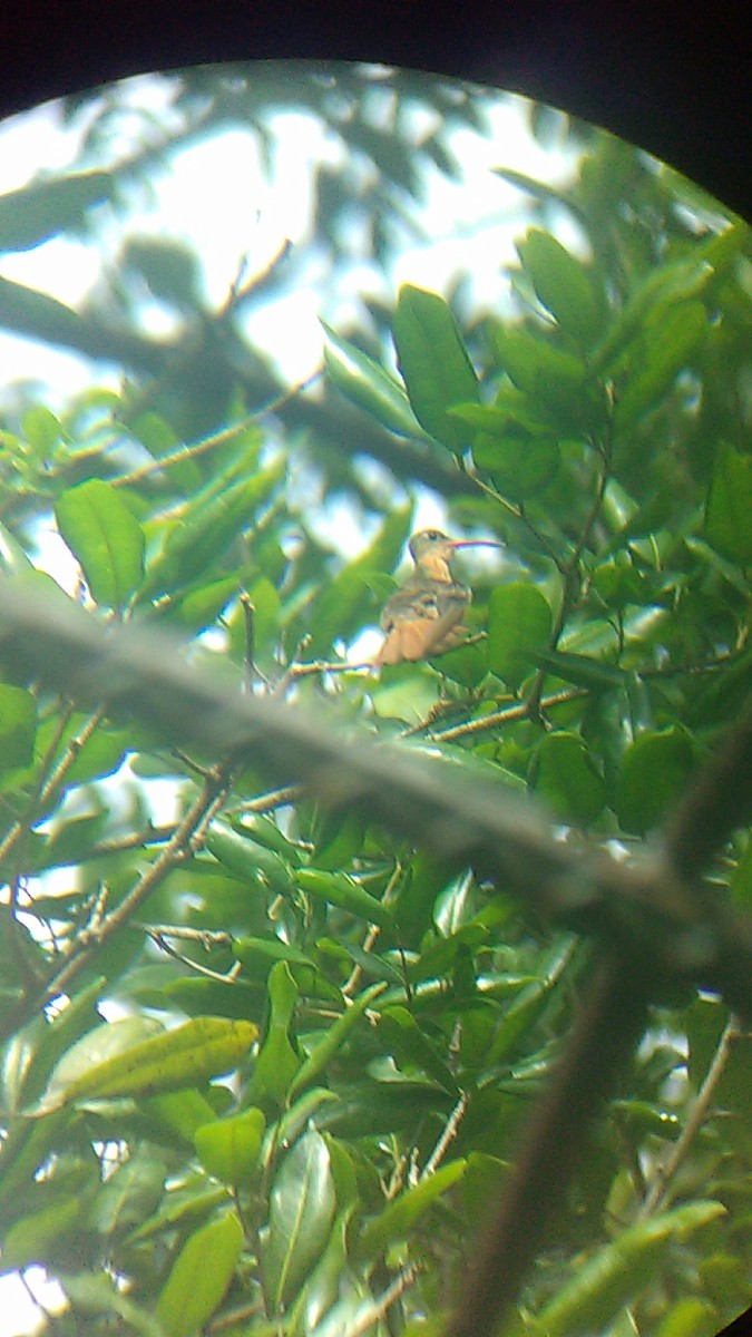 kolibřík ryšavý - ML258597781