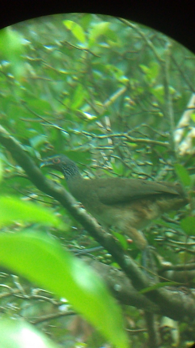 West Mexican Chachalaca - ML258597841