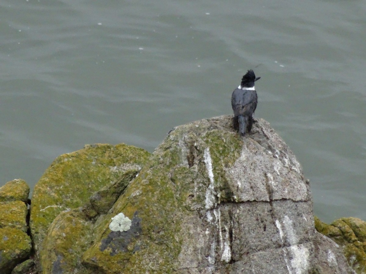 Belted Kingfisher - ML25859911