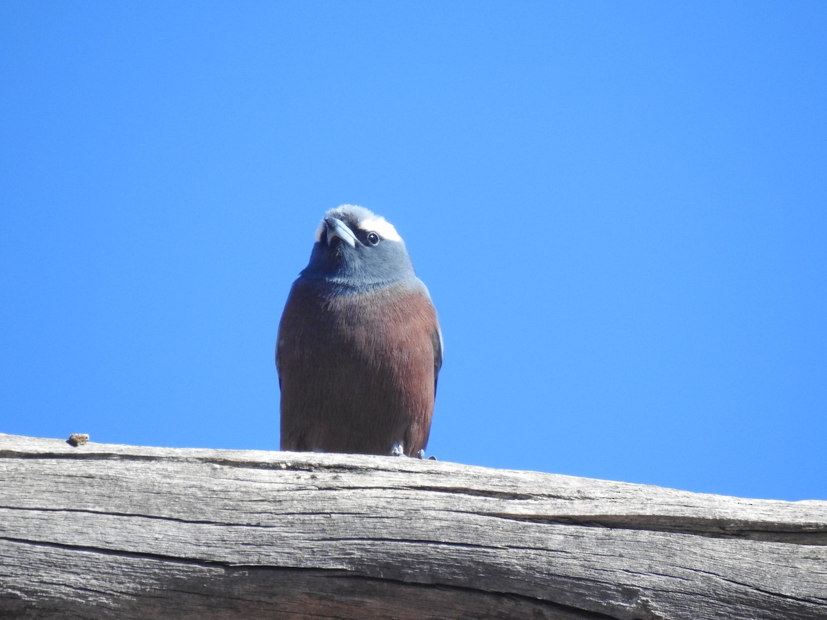 White-browed Woodswallow - ML258599171