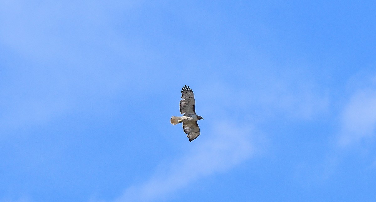 Red-tailed Hawk - ML258600681