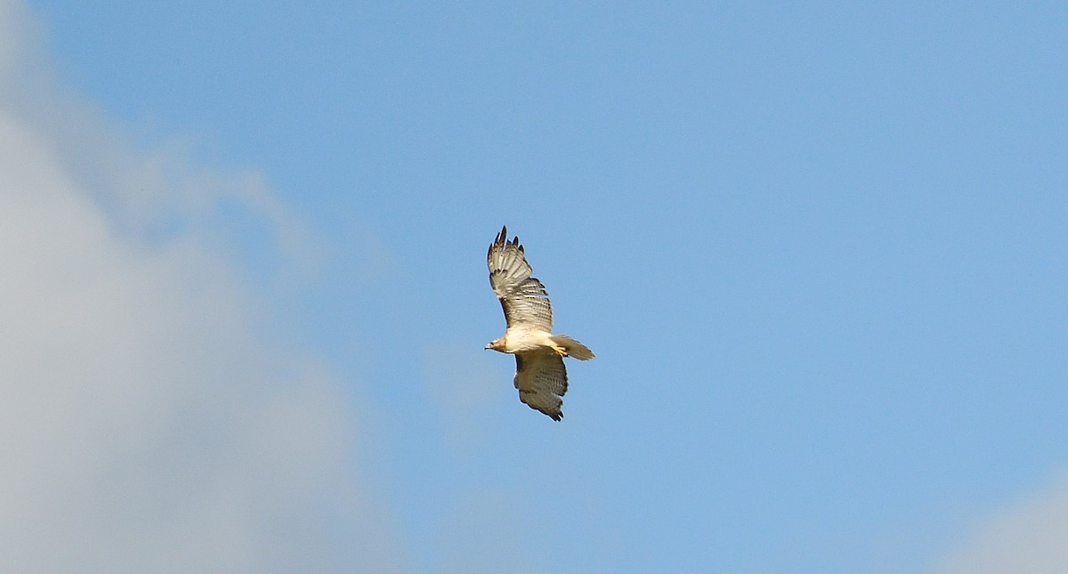 Red-tailed Hawk - ML258600781