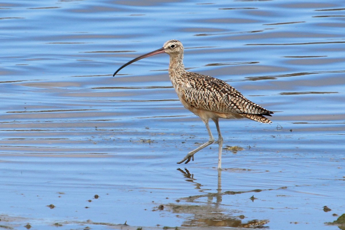 Long-billed Curlew - ML258601591