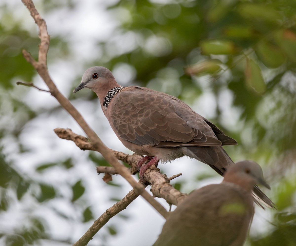 Spotted Dove - ML258606771