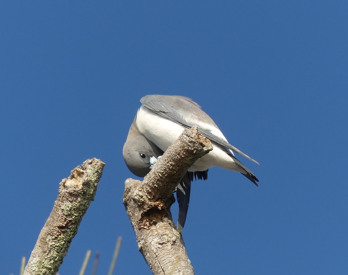 White-breasted Woodswallow - ML258609201