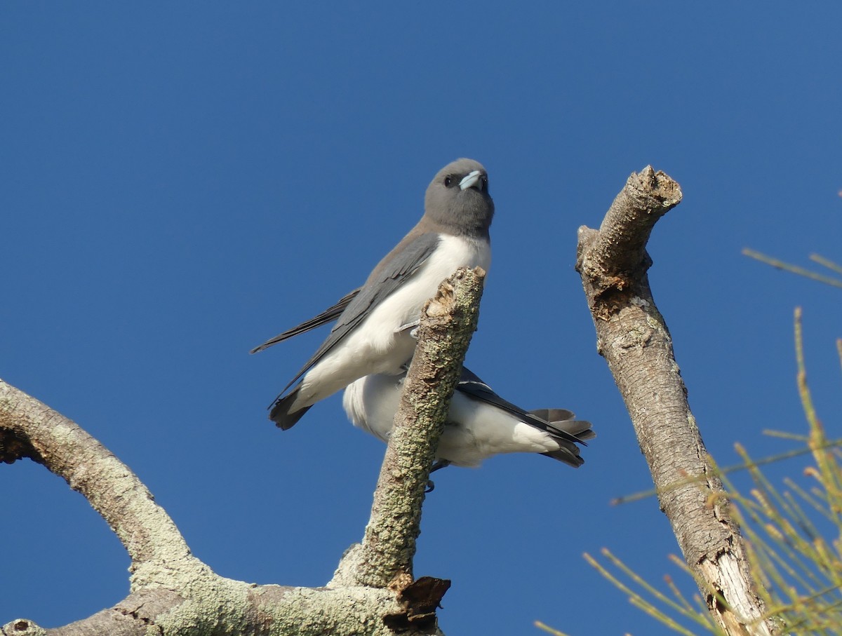 White-breasted Woodswallow - ML258609211