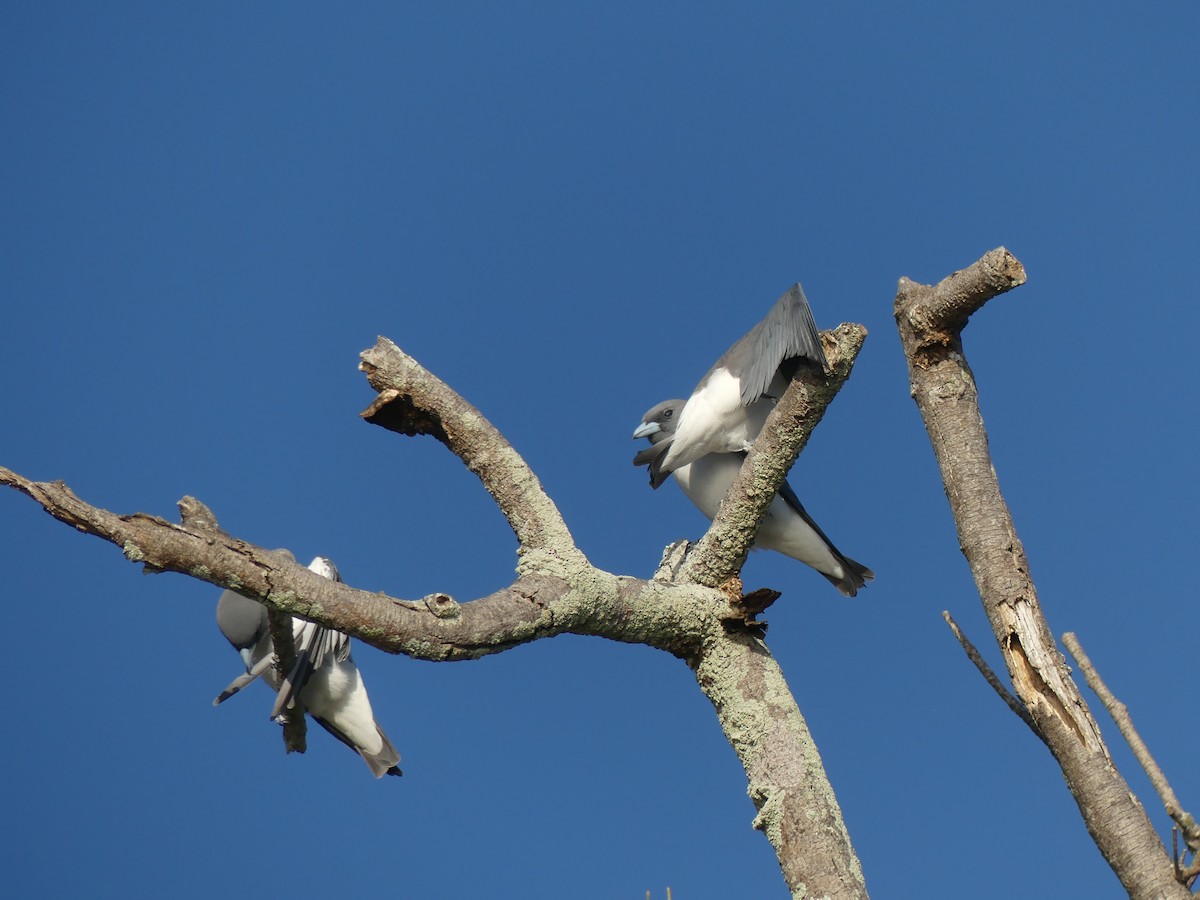 White-breasted Woodswallow - ML258609221