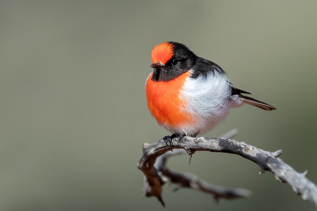 Red-capped Robin - ML258615911