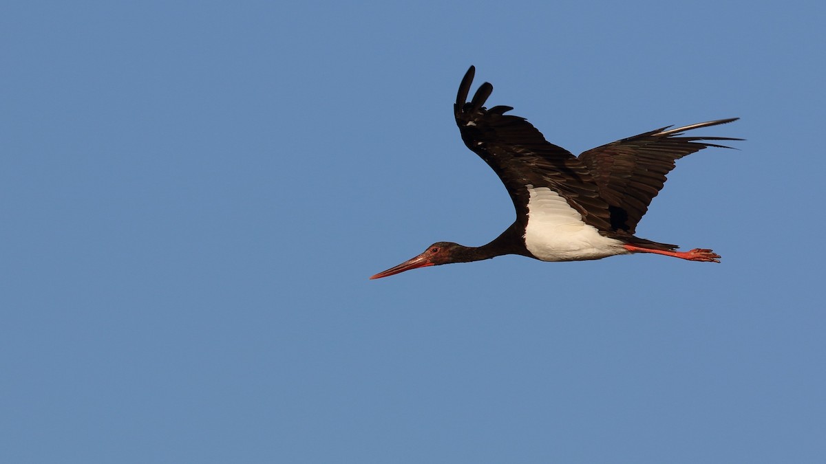 Black Stork - ML258616841