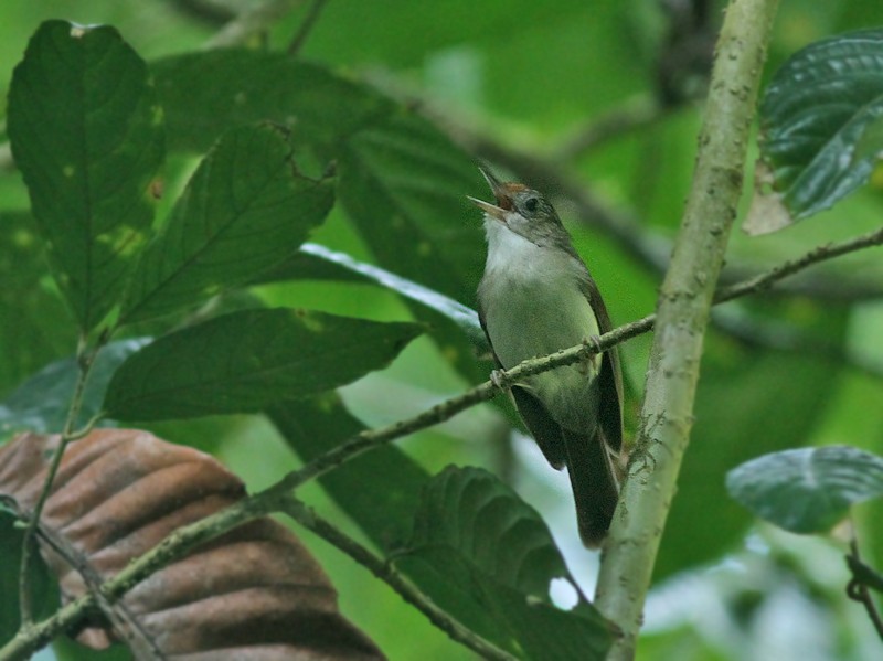 Scaly-crowned Babbler - Peter Ericsson