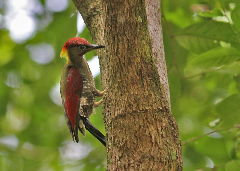 Crimson-winged Woodpecker - Peter Ericsson