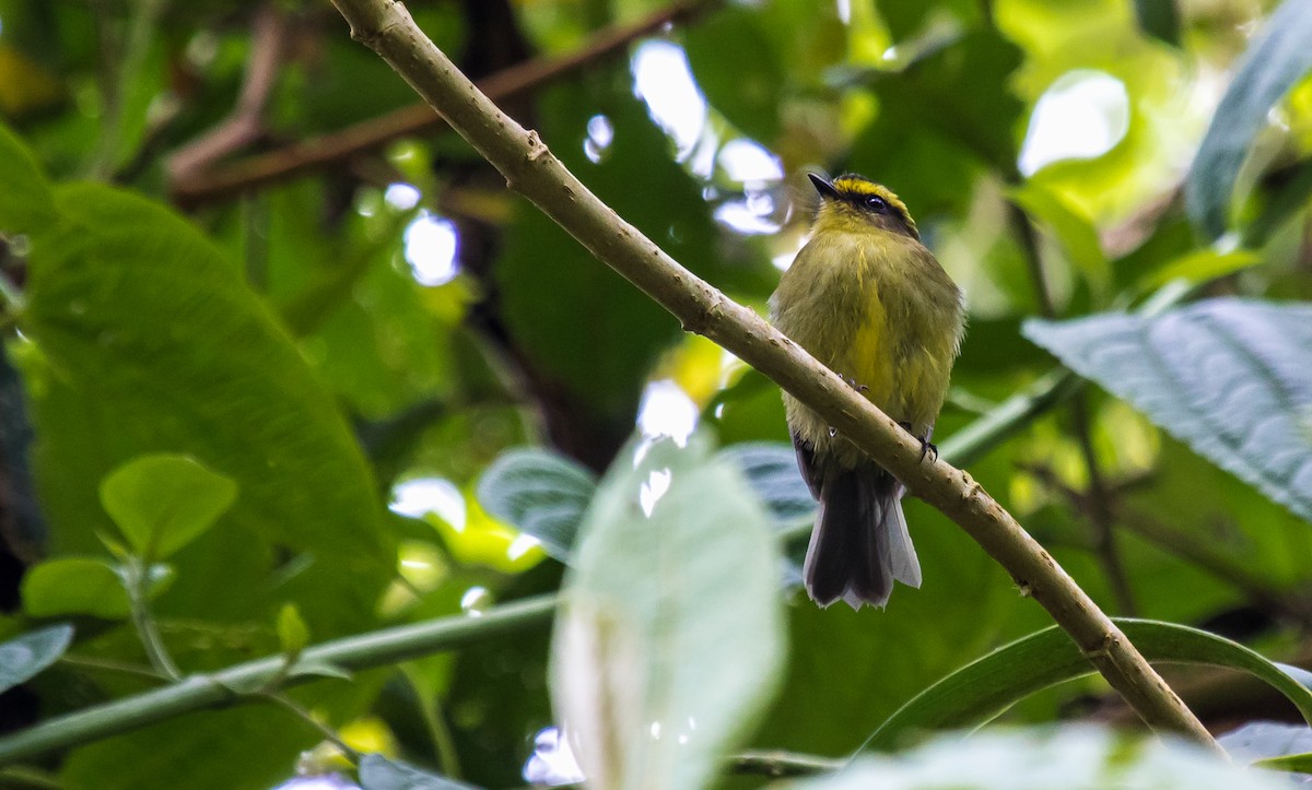 Yellow-bellied Chat-Tyrant - ML258623041