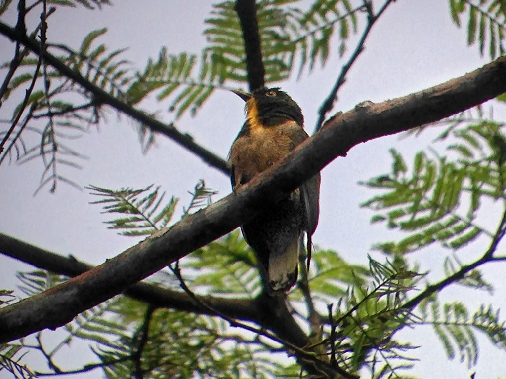 Yellow-throated Cuckoo - Charley Hesse TROPICAL BIRDING