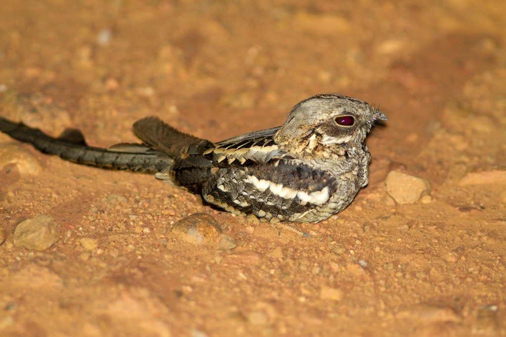 Long-tailed Nightjar - Charley Hesse TROPICAL BIRDING