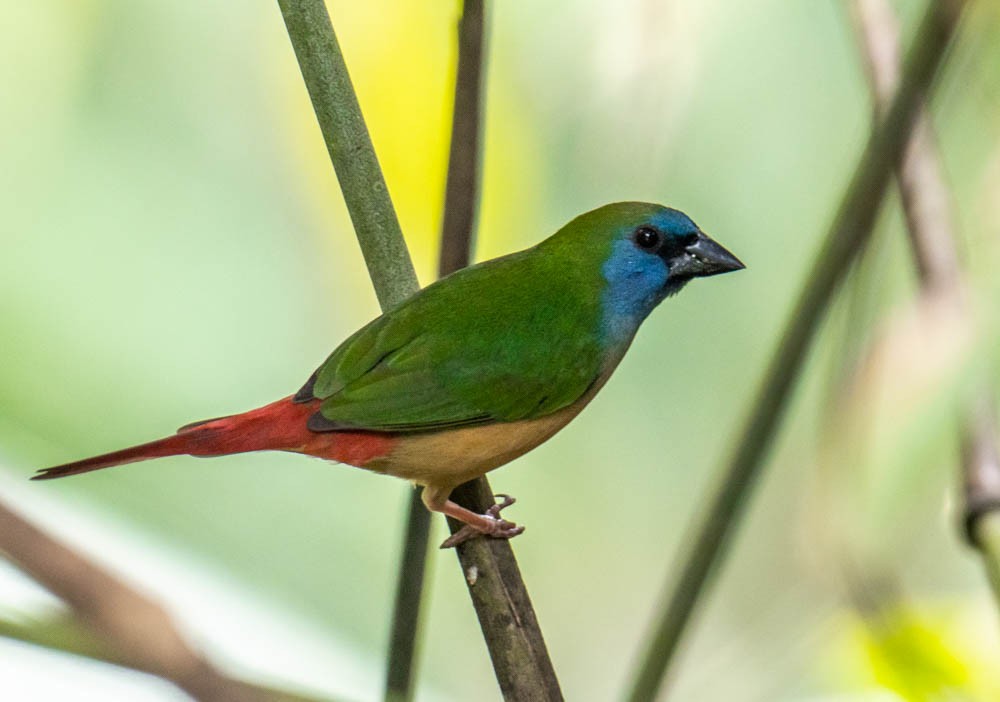 Pin-tailed Parrotfinch - ML258625381