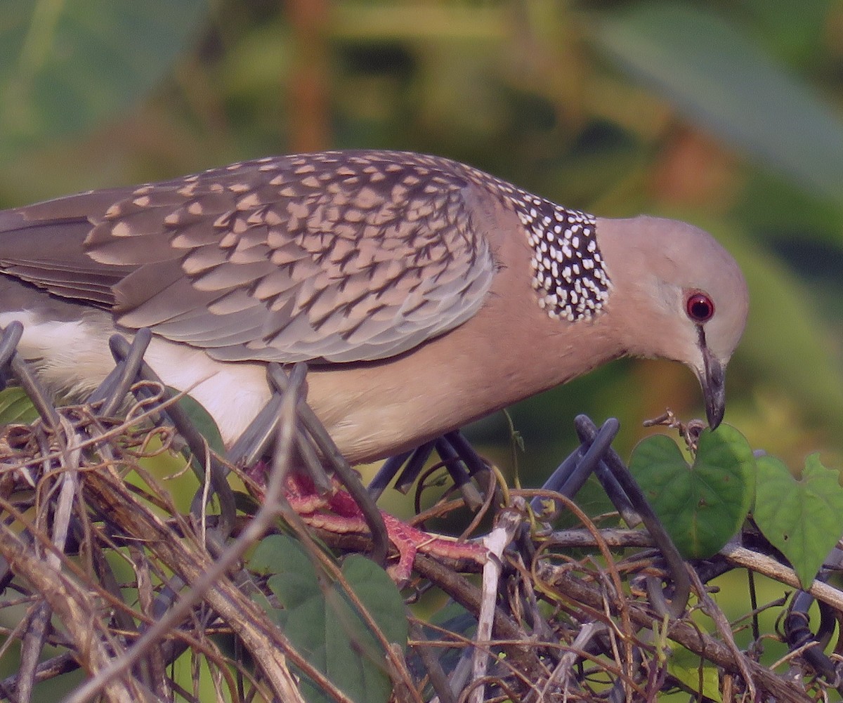 Spotted Dove - ML258626461