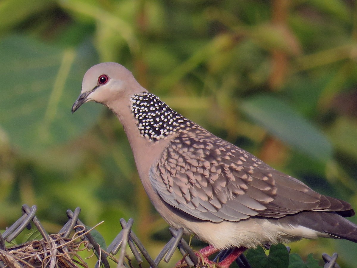 Spotted Dove - ML258626531
