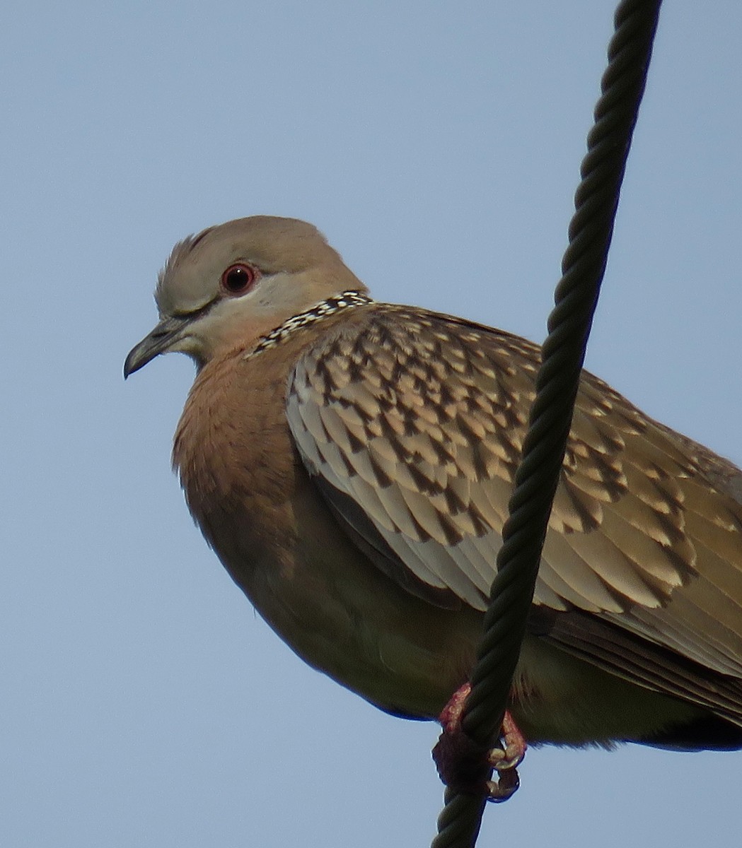 Spotted Dove - ML258626541