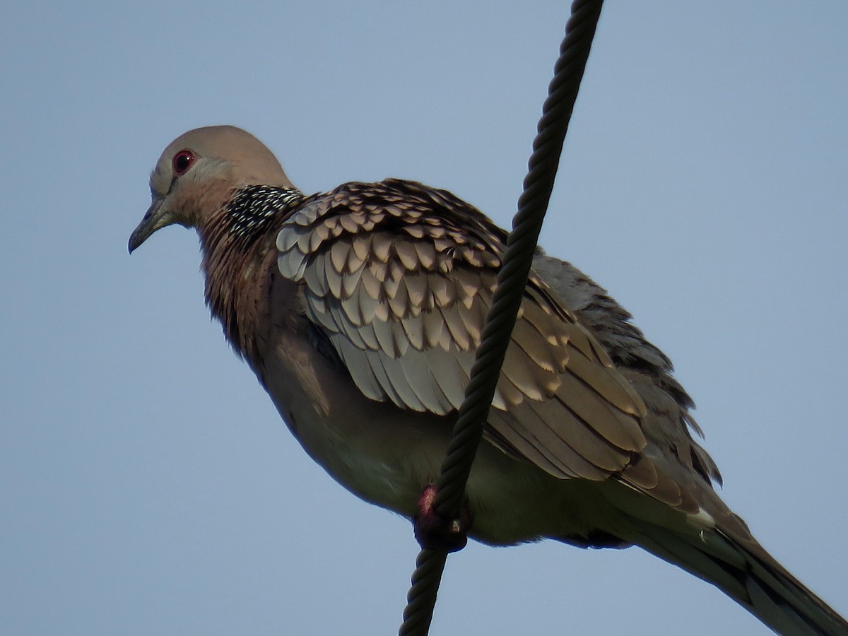 Spotted Dove - ML258627591