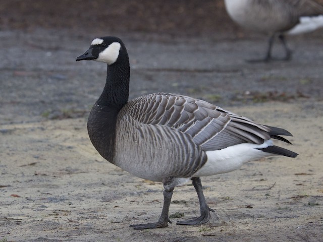 Photos Barnacle Goose Branta leucopsis Birds of the World