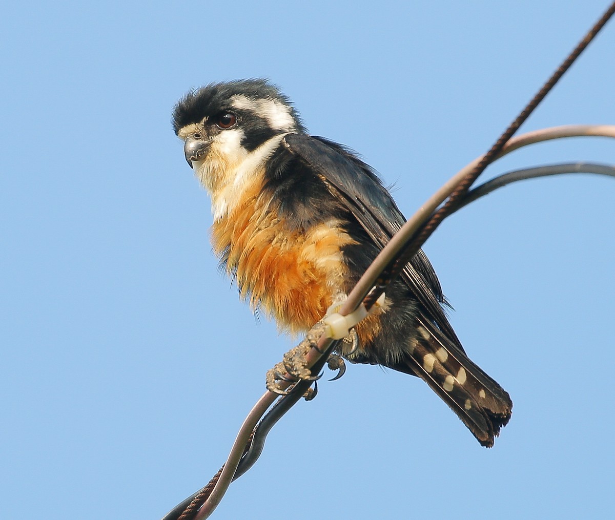 Black-thighed Falconet - Neoh Hor Kee