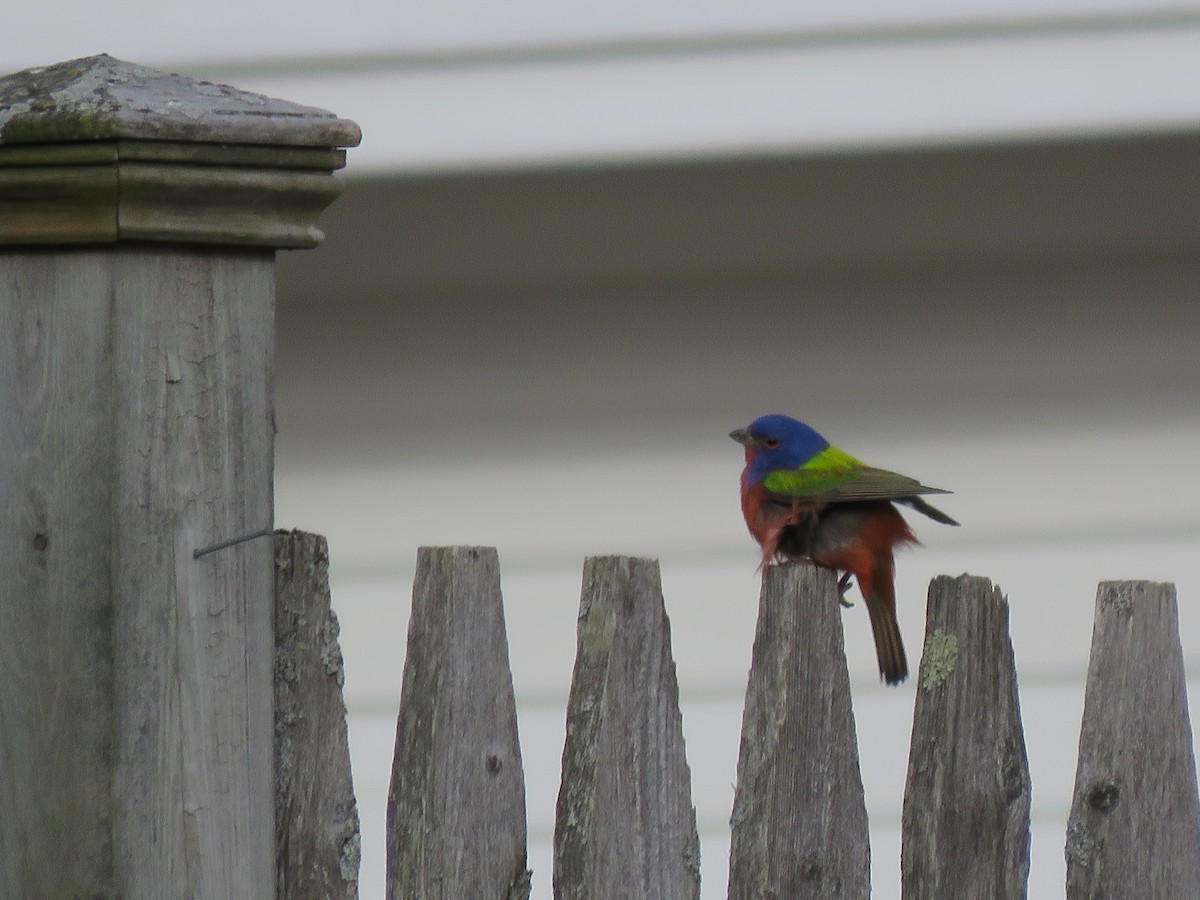 Painted Bunting - ML25863431