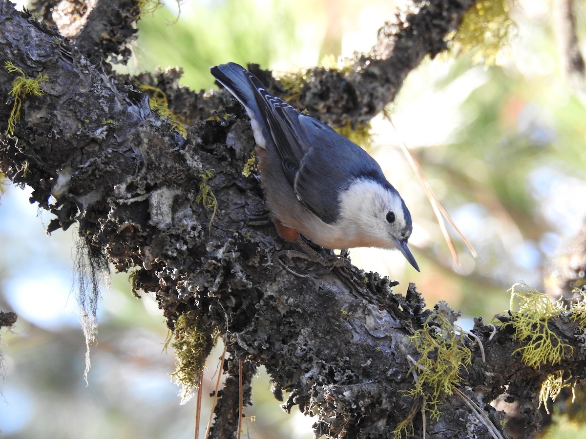 White-breasted Nuthatch - ML258635551