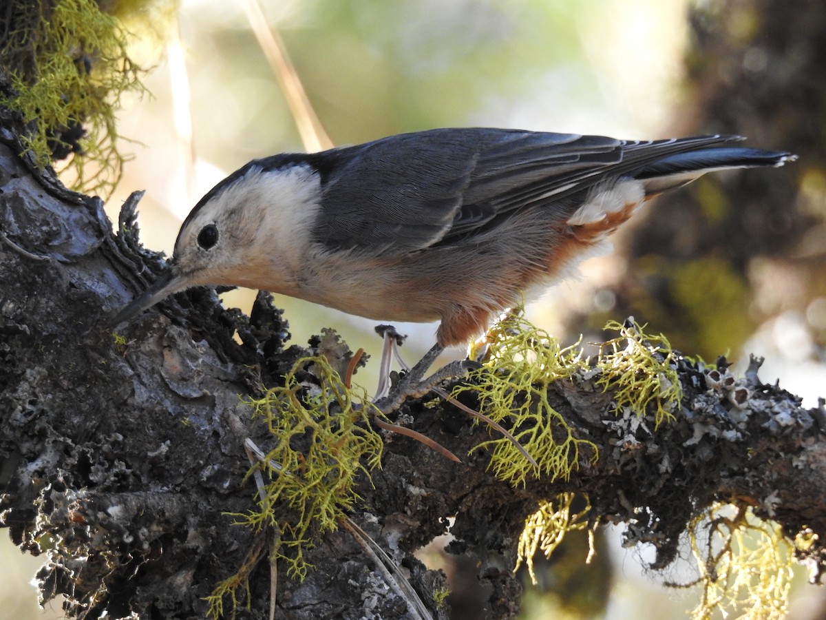 White-breasted Nuthatch - ML258635571