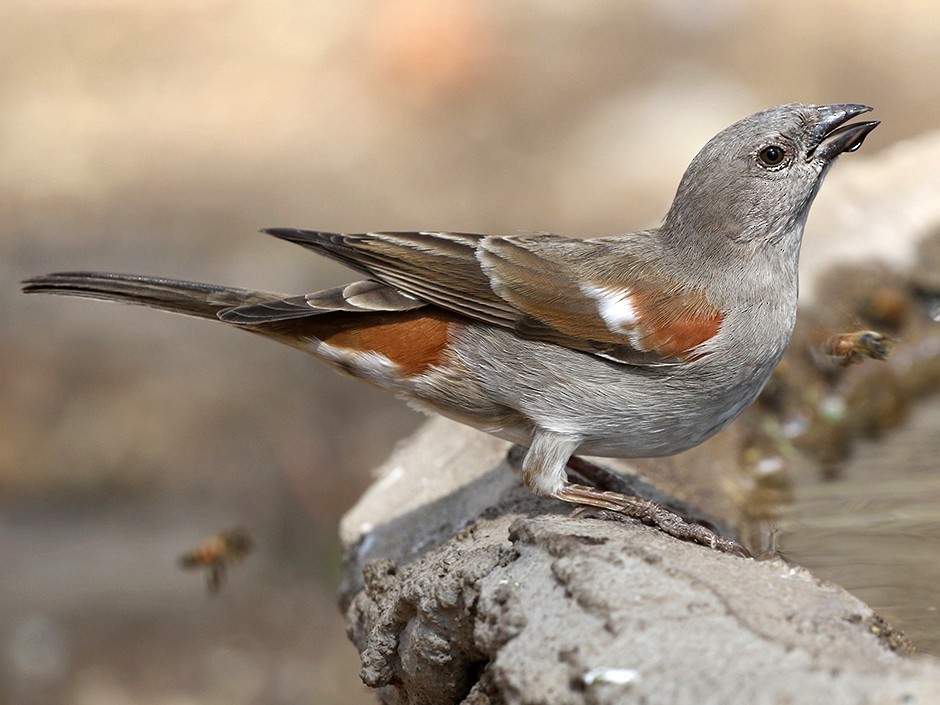 Swahili Sparrow eBird