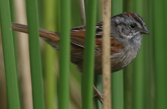 Swamp Sparrow - C. Jackson