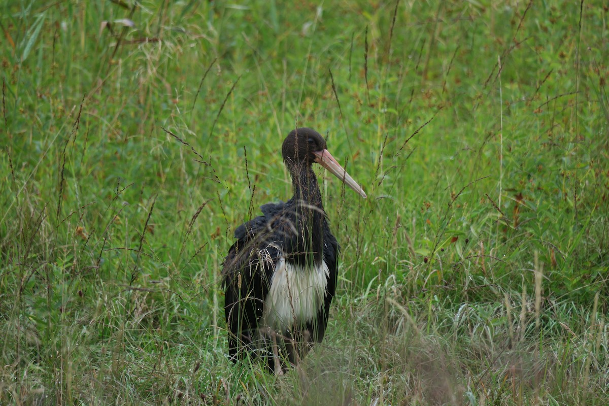 Black Stork - Julia Wittmann