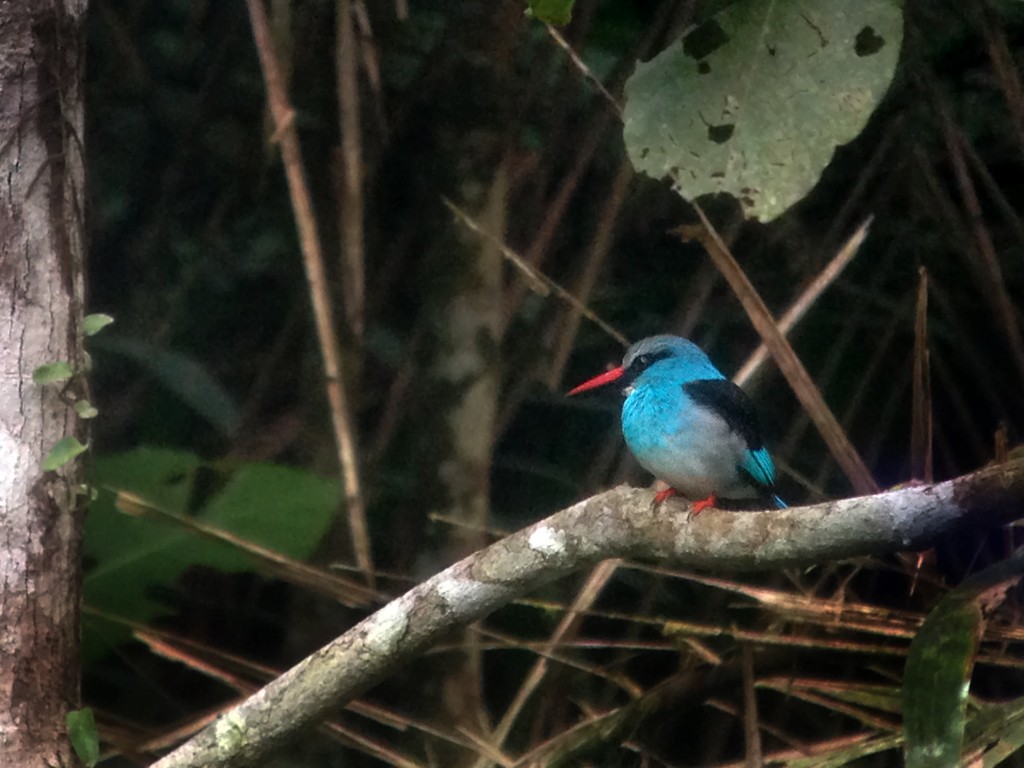 Blue-breasted Kingfisher - ML258649791