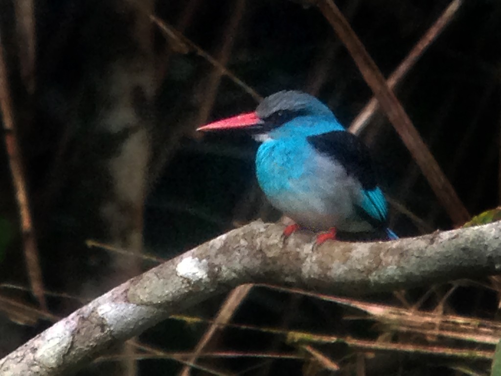 Blue-breasted Kingfisher - ML258649801