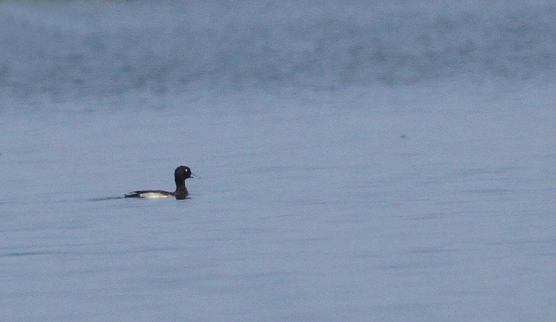 Tufted Duck - ML258651881