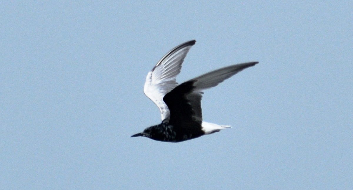 White-winged Tern - ML258652851