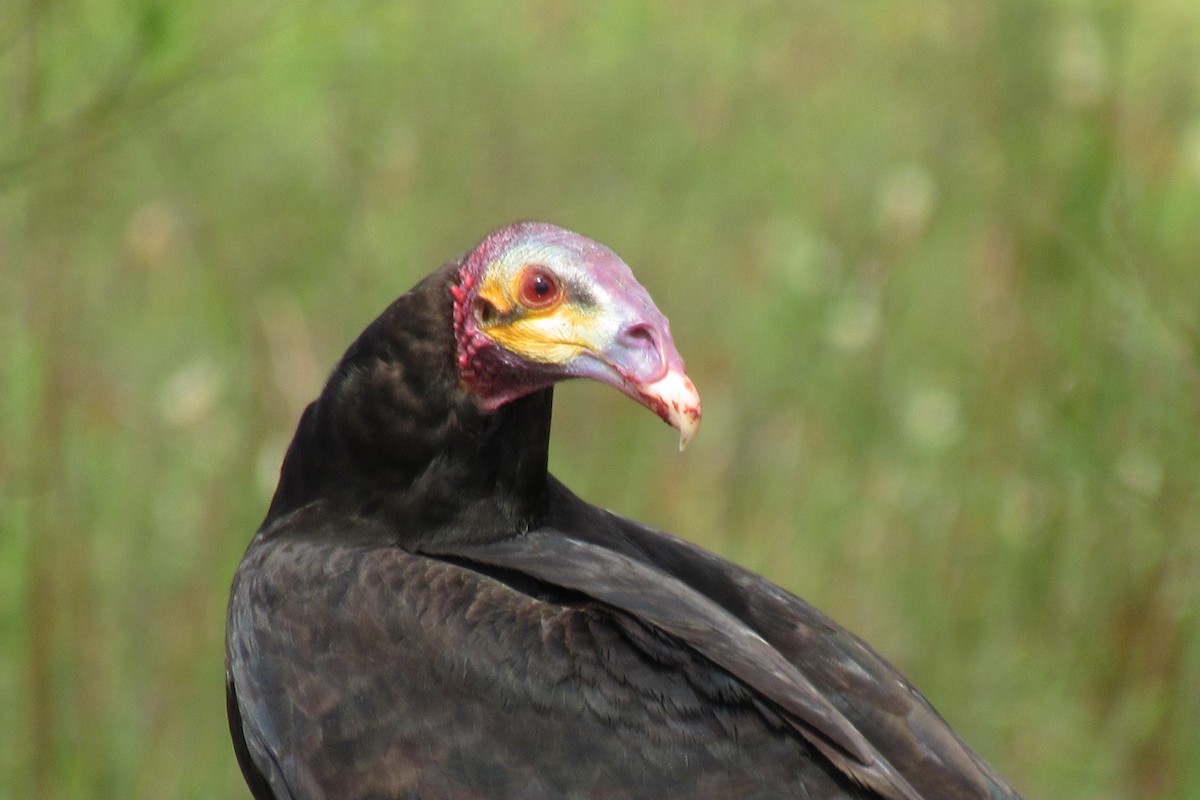 Lesser Yellow-headed Vulture - ML258656831