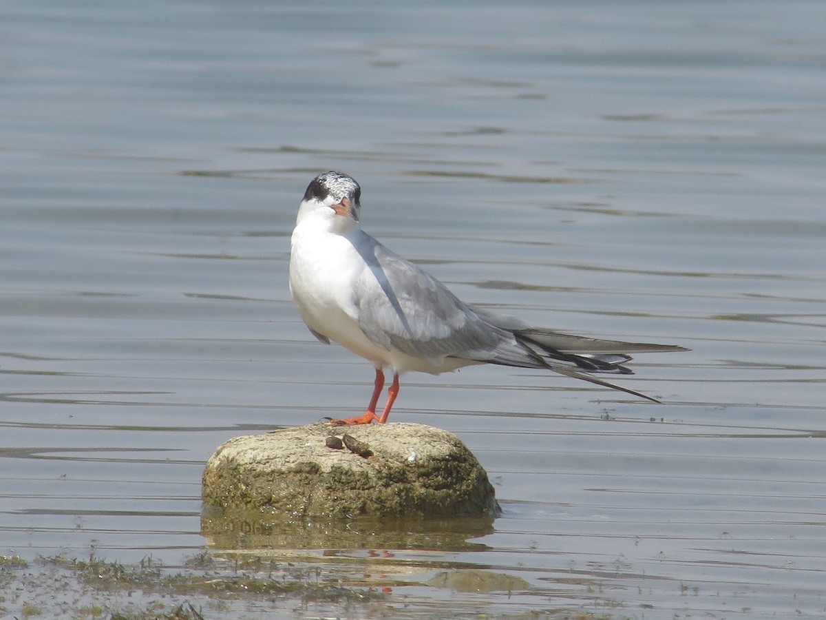 Forster's Tern - Kathy Mihm Dunning