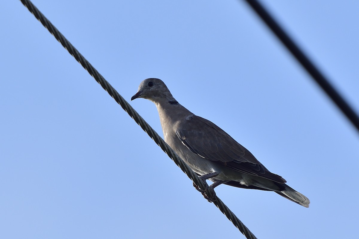 Red Collared-Dove - ML258663551