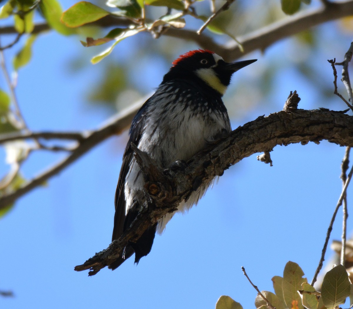 Acorn Woodpecker - ML25867241