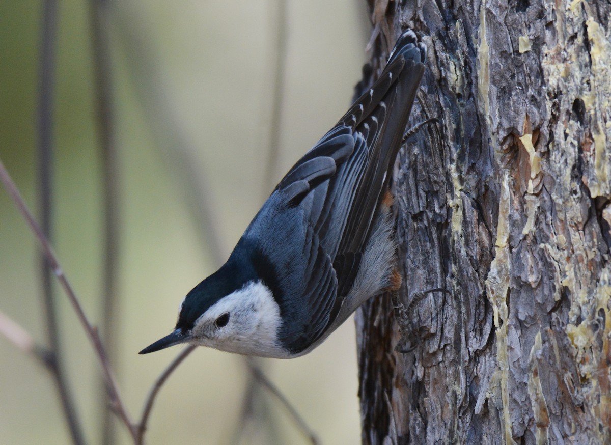 White-breasted Nuthatch (Interior West) - ML25867341