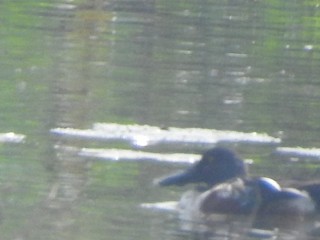 Northern Shoveler, ML258673871