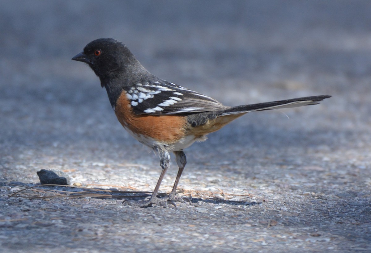 Spotted Towhee - ML25867411