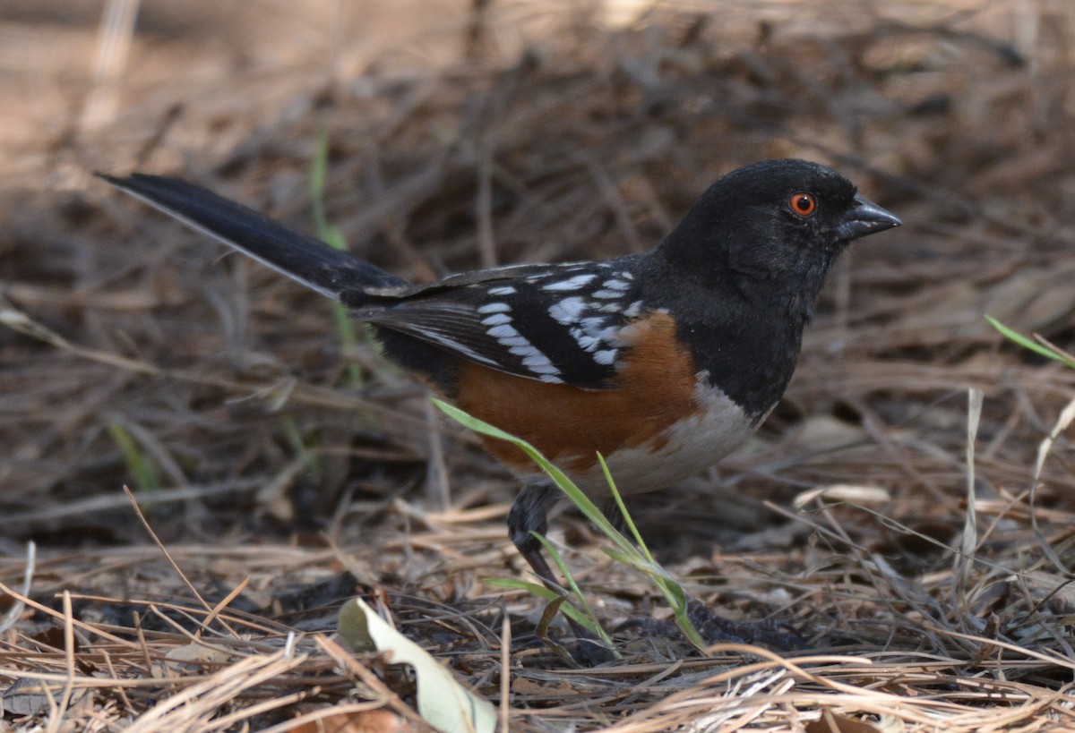 Spotted Towhee - Chris Rohrer